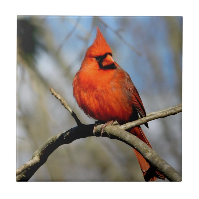 Sunny Cardinal Ceramic Tile (Front)