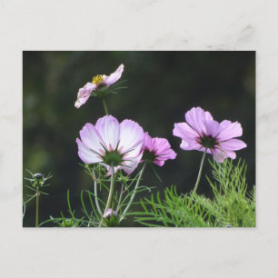 Sunny Cosmea Flowers DIY Postcard
