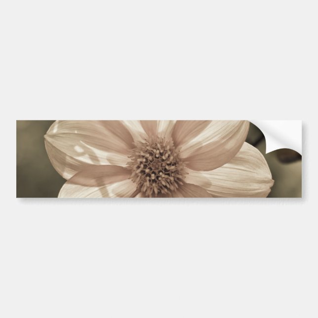 Sunny Dahlia Bumper Sticker (Front)