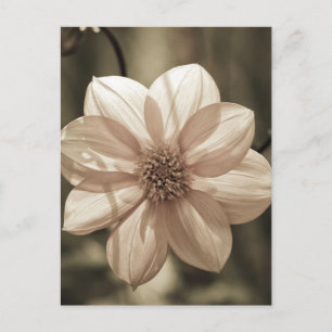Sunny Dahlia Postcard