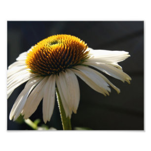 Sunny Daisy 10x8 Photographie