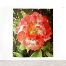 Sunny day Rose.......