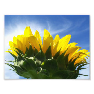 Sunny Day Sunflower Photo Print