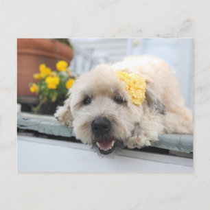 Sunny Day Wheaton Postcard