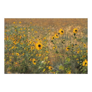 Sunny field with small sunflowers in impressionism photo print