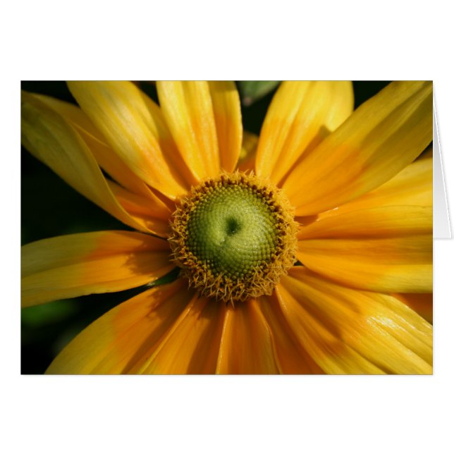 Sunny Flower (Front Horizontal)