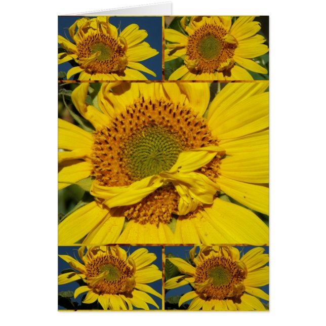 Sunny Flowery le dimanche (Devant)