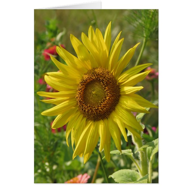 Sunny Garden - Sunflower (Front)