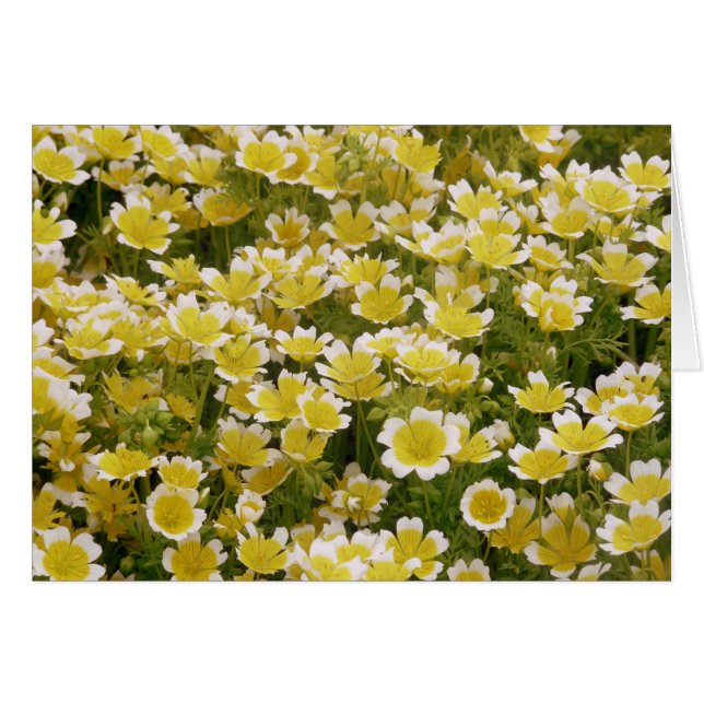 Sunny Gold White Flowers (Front Horizontal)