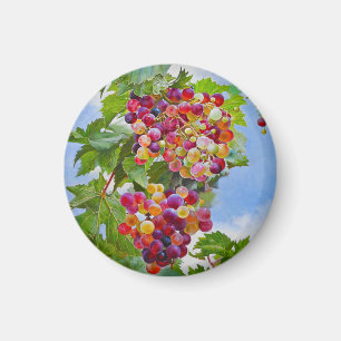 Sunny Grapevine – Colourful Grapes Still Life Pain Magnet