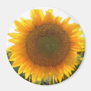 Sunny heart magnet