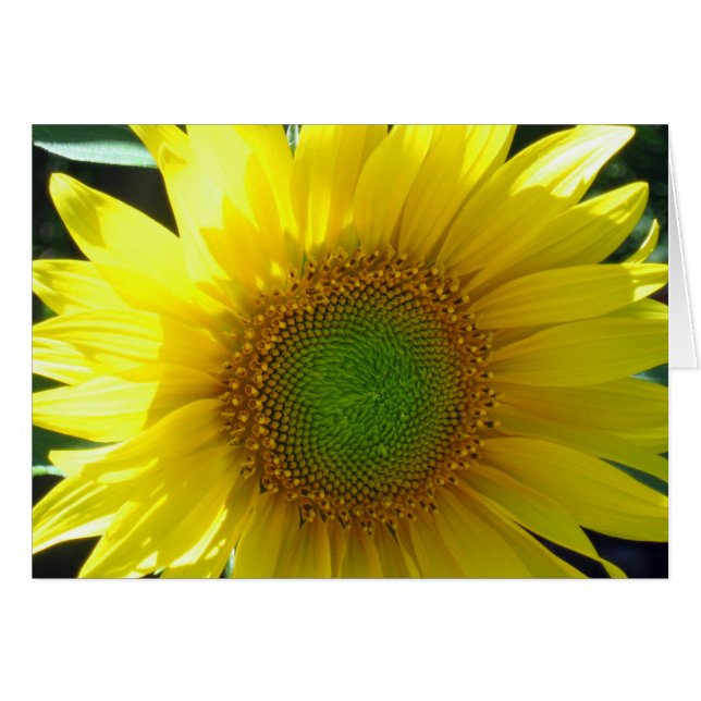 Sunny Jaune Tournesol Blanc (Devant horizontal)