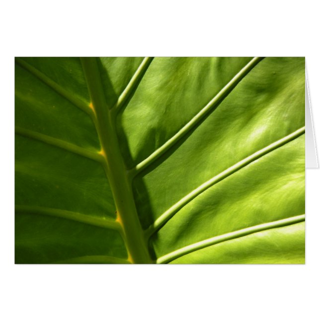 Sunny Leaf Card (Front Horizontal)