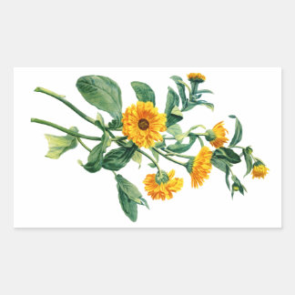 Sunny Marigolds Drawn From Nature Sticker