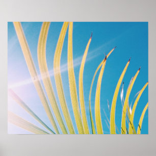 Sunny Palm Tree Leaf Poster