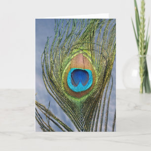 Sunny Peacock Feather Card
