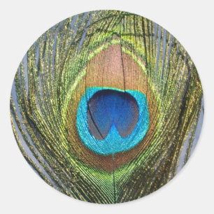 Sunny Peacock Feather Classic Round Sticker