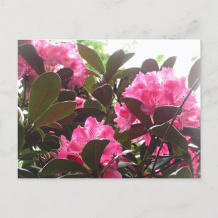 Sunny Pink Rhododendron Flowers DIY Postcard