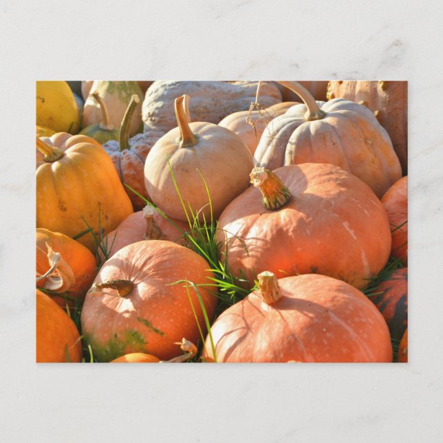Sunny pumpkins postcard (Front)
