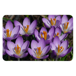Sunny Purple Crocuses Magnet