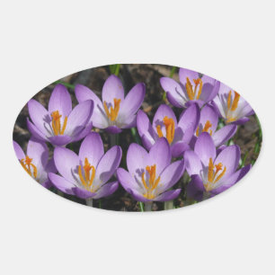 Sunny Purple Crocuses Oval Sticker