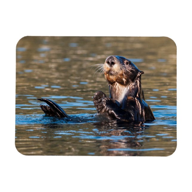 Sunny Sea Otter Magnet (Horizontal)