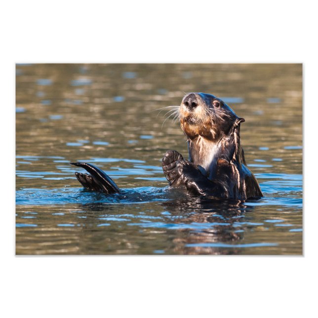 Sunny Sea Otter Photo Print (Front)