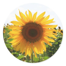 Sunny Sunflower