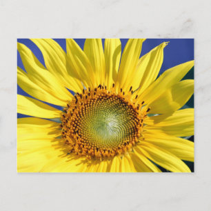 Sunny Sunflower Postcard