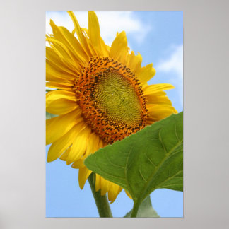 Sunny Sunflower Poster