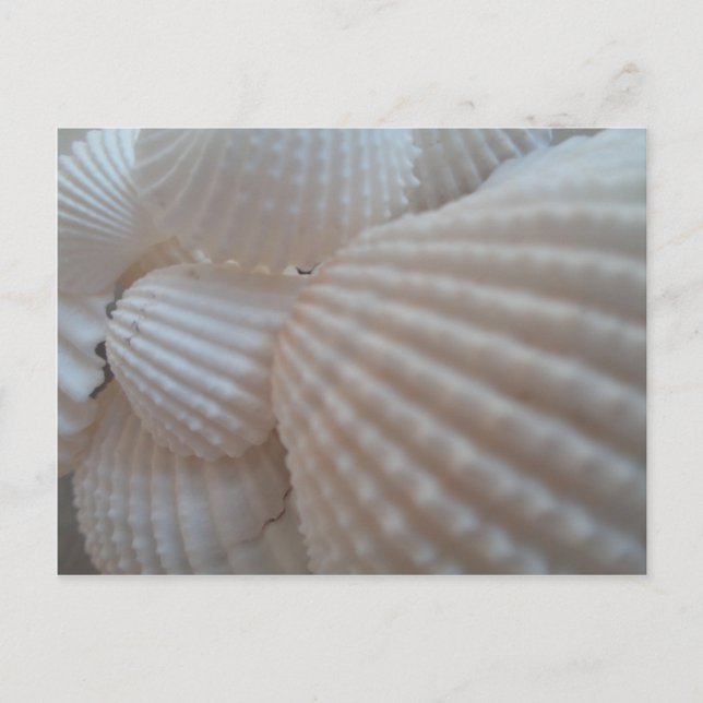 Sunny White Seashells, Sea Shell Beach Summer Love Postcard (Front)