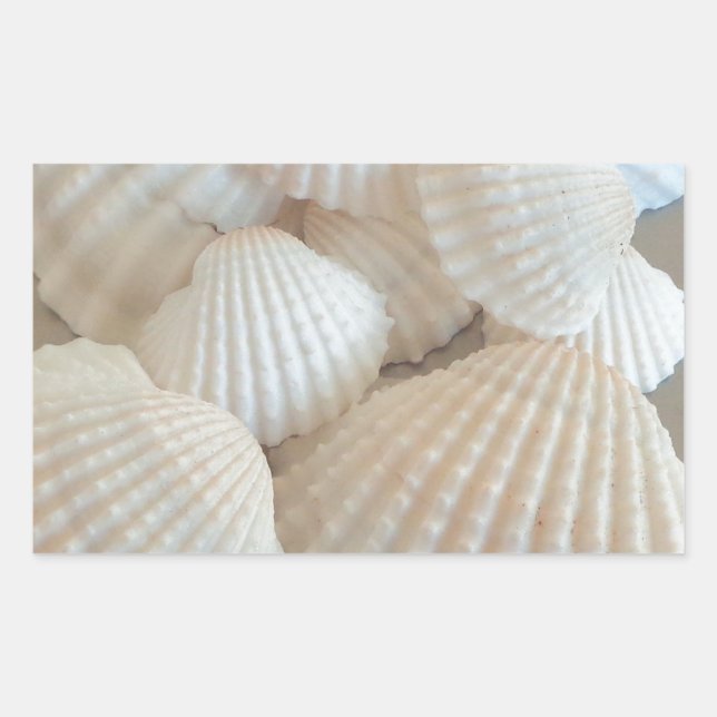 Sunny White Seashells, Summer Beach Exotic Sticker (Front)