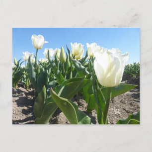 Sunny White Tulips Field DIY Postcard