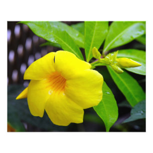 Sunny Yellow Mandevilla Photo Print