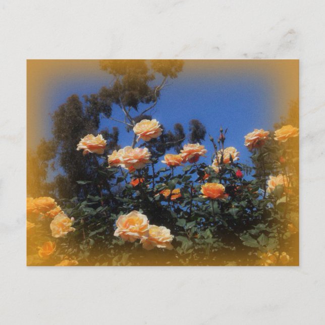 Sunny Yellow Rose Postcard (Front)