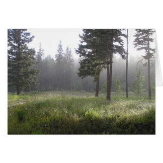 Sunrain Forest