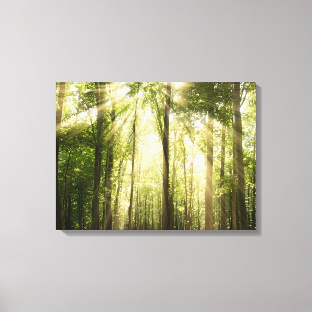 Sunrays Through Treetops Canvas Print (Front)