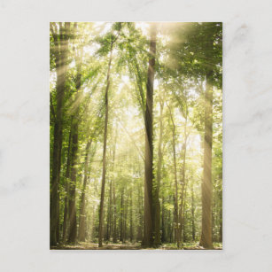 Sunrays Through Treetops Postcard