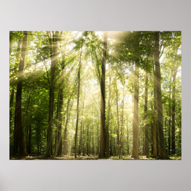 Sunrays Through Treetops Poster (Front)