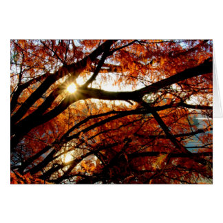 Sunrise At Cox Arboretum In Dayton, Ohio