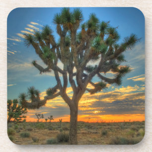 Sunrise At Joshua Tree National Park Coaster