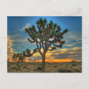 Sunrise At Joshua Tree National Park Postcard