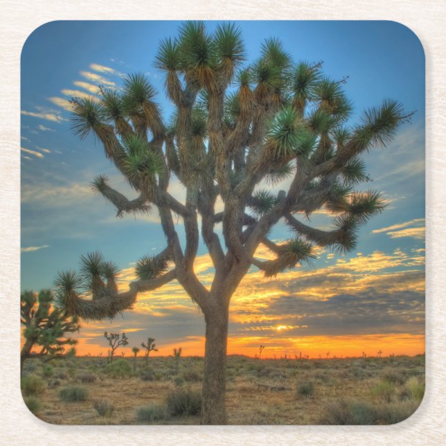 Sunrise At Joshua Tree National Park Square Paper Coaster (Front)