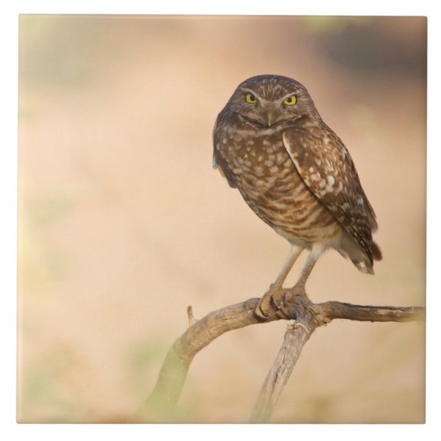 Sunrise Burrowing Owl Tile (Front)