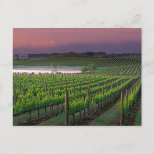 Sunrise colour in the distant fog behind postcard