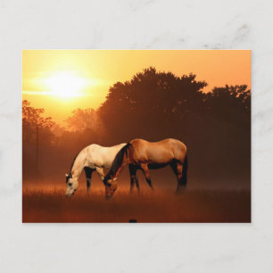 Sunrise horses postcard