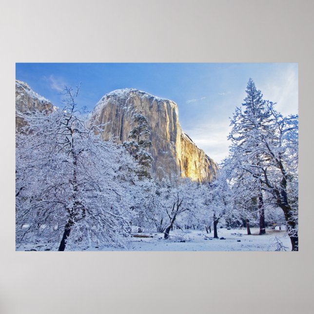 Sunrise light hits El Capitan through snowy Poster (Front)