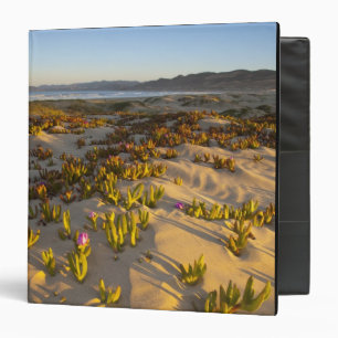 Sunrise lights the sand dunes and sea fig at binder