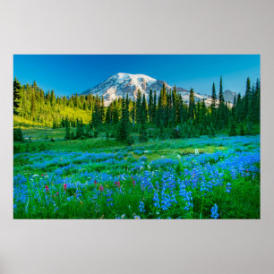 Sunrise Lupine and Mount Rainer Poster