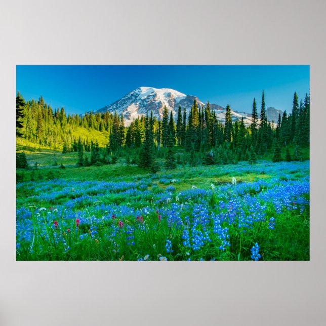 Sunrise Lupine and Mount Rainer Poster (Front)